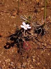 Drosera spilos