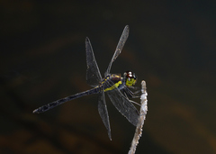 Agrionoptera longitudinalis biserialis