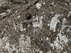 Acanthocercus atricollis