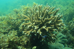 Acroporidae