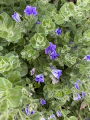 Convolvulus sabatius mauritanicus