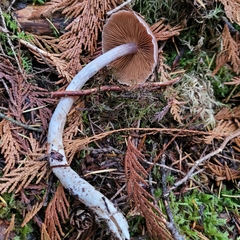 Cortinarius obtusus