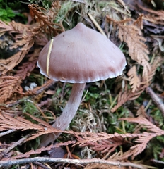 Cortinarius obtusus