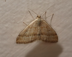 Scopula lydia