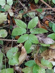 Aegopodium podagraria