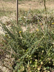 Aspalathus acanthophylla