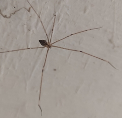 Crossopriza