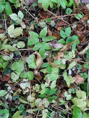 Aegopodium podagraria