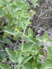 Brickellia peninsularis