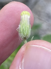 Brickellia peninsularis