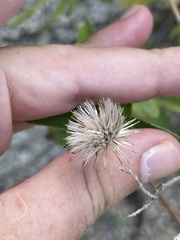 Brickellia peninsularis