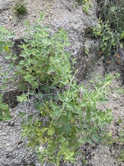 Brickellia peninsularis