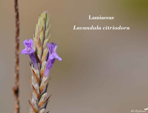 Lemon-scented Lavender (Lavandula citriodora)
