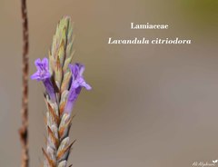 Lavandula citriodora