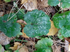 Glechoma hederacea