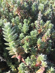 Chenolea diffusa