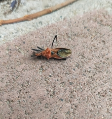 Gminatus wallengreni