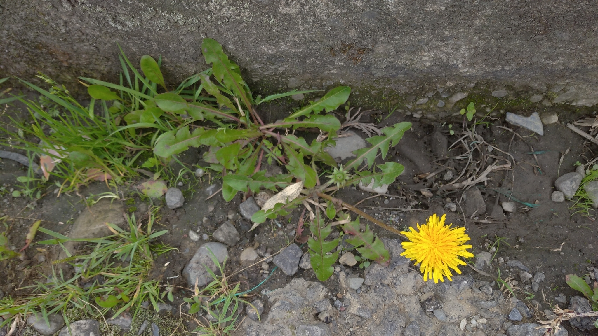 Taraxacum image