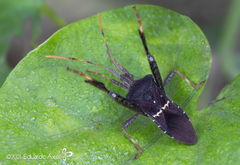 Leptoglossus brevirostris