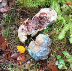 Rossbeevera pachydermis