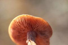 Inocybe lacera