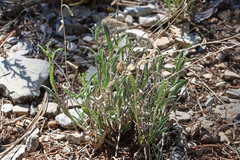 Xanthisma grindelioides