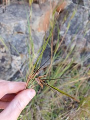 Themeda triandra