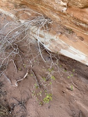Rhus aromatica simplicifolia