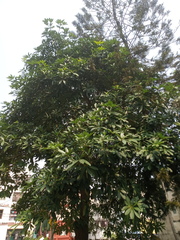 Alstonia