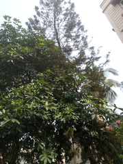 Alstonia