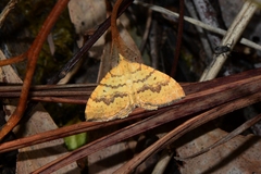 Chrysolarentia insulsata