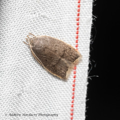 Scythropiodes