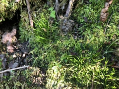 Anthoceros
