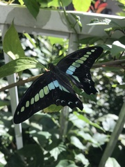 Graphium sarpedon nipponum