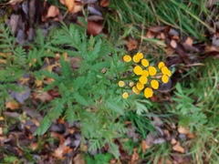 Tanacetum vulgare