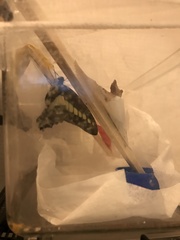 Graphium sarpedon nipponum
