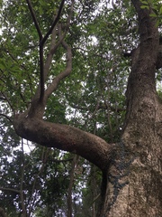 Machilus chekiangensis