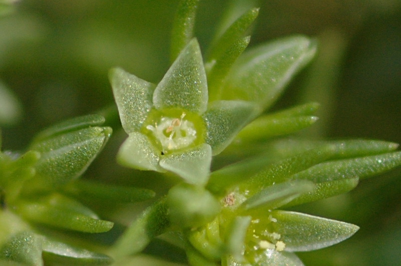 Scleranthus