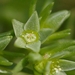 Scleranthus annuus - Photo (c) AnneTanne, algunos derechos reservados (CC BY-NC)