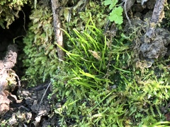 Anthoceros