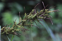 Carex baccans