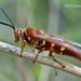 Pacific Cicada-killer Wasp - Photo (c) Eduardo Axel Recillas Bautista, some rights reserved (CC BY-NC), uploaded by Eduardo Axel Recillas Bautista