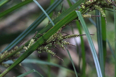 Carex baccans
