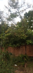 Magnoliopsida