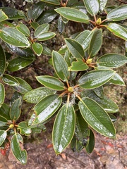 Rhododendron hyperythrum