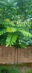 Magnoliopsida