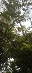 Magnoliopsida