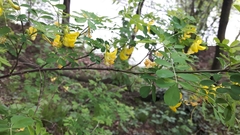 Hippocrepis emerus emerus