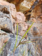 Themeda triandra