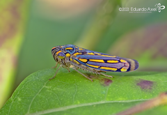 Apogonalia stalii